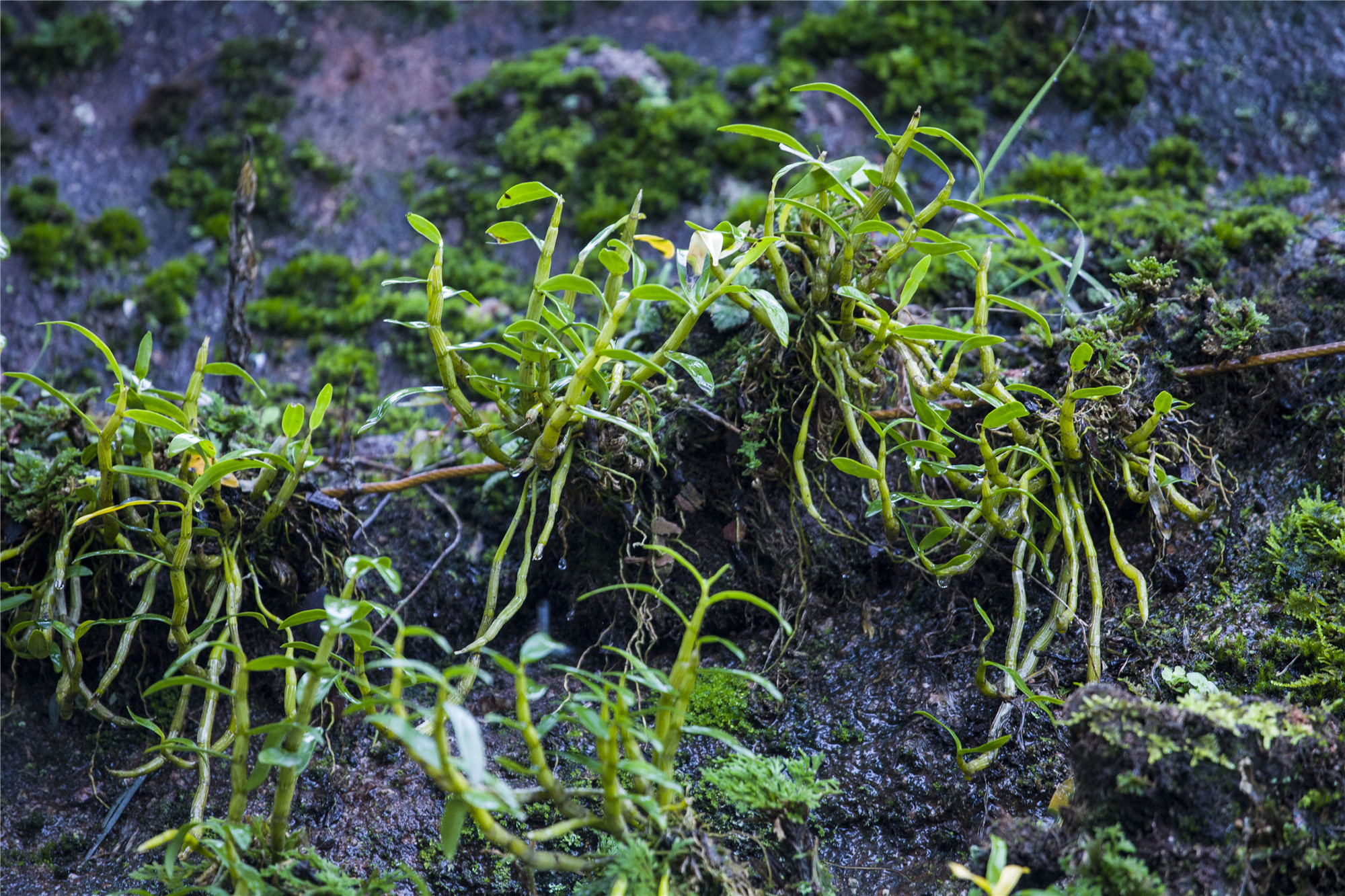 七指蕨-中国云南野生蕨类植物彩色图鉴-图片